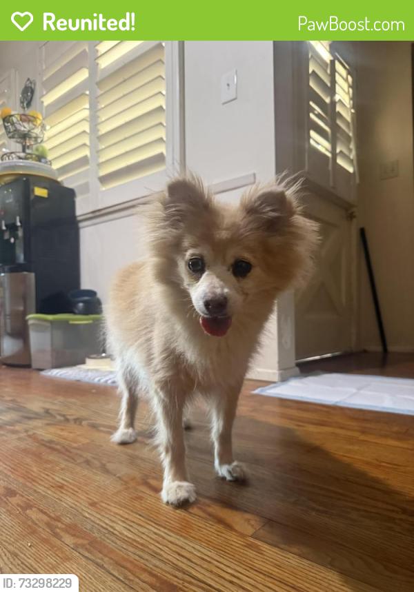 Reunited Male Dog last seen Near Barranca Ave, Glendora, CA 91740, USA, Glendora, CA 91740