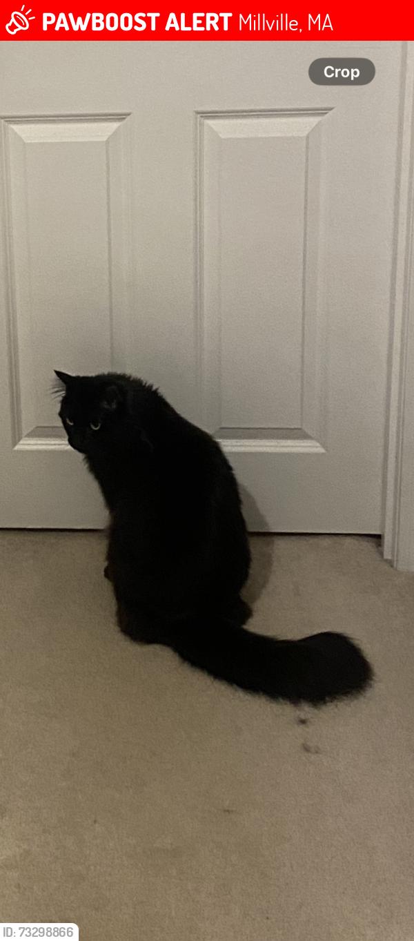 Lost Male Cat last seen Harkness Rd. Domenic St, Millville, MA 01529
