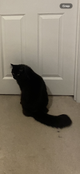 Lost Male Cat last seen Harkness Rd. Domenic St, Millville, MA 01529