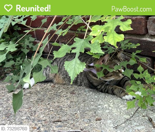 Reunited Female Cat last seen The alley way next to the laundromat, Philadelphia, PA 19104