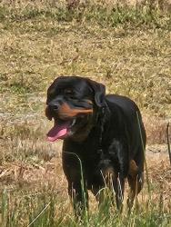 Found/Stray Male Dog last seen Near Watts Valley Road, Sanger, CA 93657