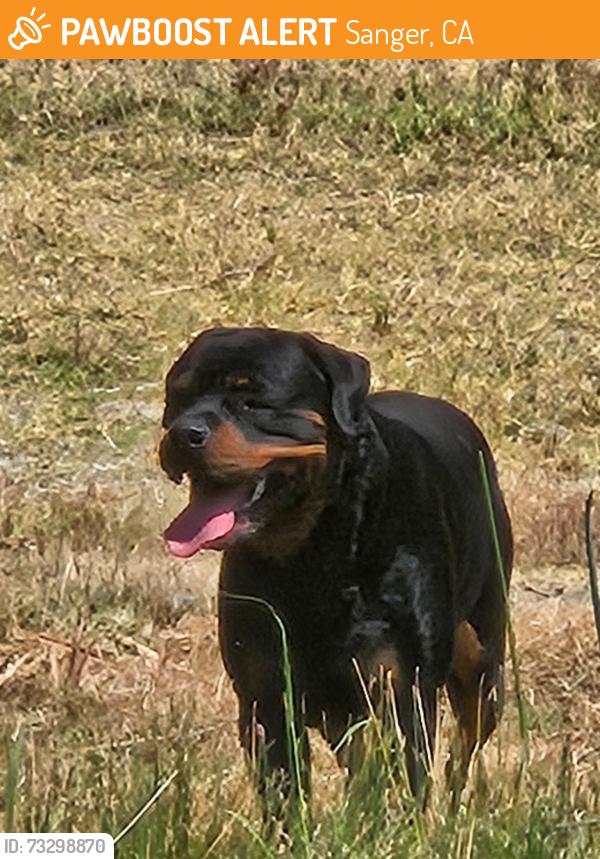 Found/Stray Male Dog last seen Near Watts Valley Road, Sanger, CA 93657