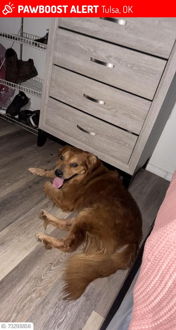 Lost Male Dog last seen Northside near 36 and Harvard, Tulsa, OK 74115
