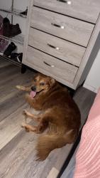 Lost Male Dog last seen Northside near 36 and Harvard, Tulsa, OK 74115