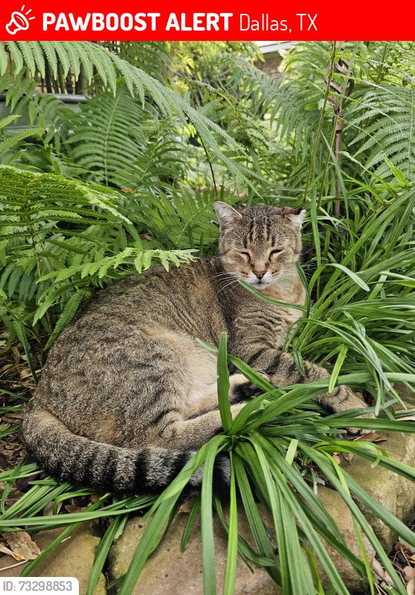 Lost Male Cat last seen Mill Hollow and Alta Oaks Dr, Dallas, TX 75243
