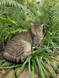 Lost Male Cat last seen Mill Hollow and Alta Oaks Dr, Dallas, TX 75243
