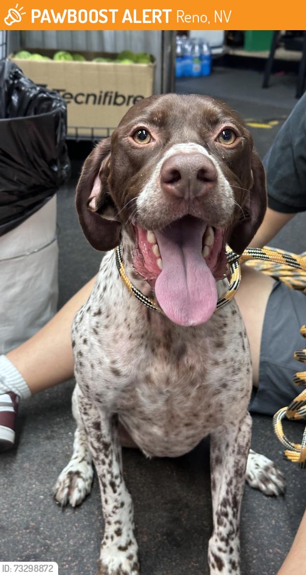 Found/Stray Male Dog last seen Caughlin Ranch trail, Reno, NV 89519