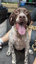 Found/Stray Male Dog last seen Caughlin Ranch trail, Reno, NV 89519