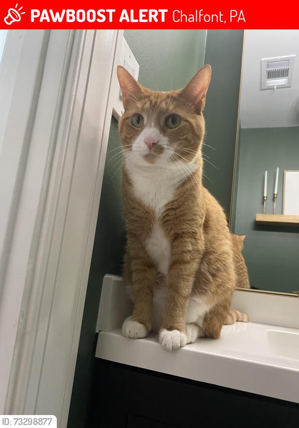 Lost Female Cat last seen Unami trail, Chalfont, PA 18914