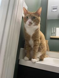 Lost Female Cat last seen Unami trail, Chalfont, PA 18914