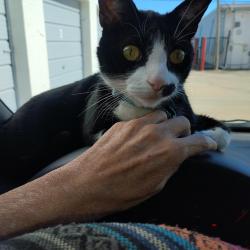 Reunited Male Cat last seen Sante Fe and 141st street, Oklahoma City, OK 73170