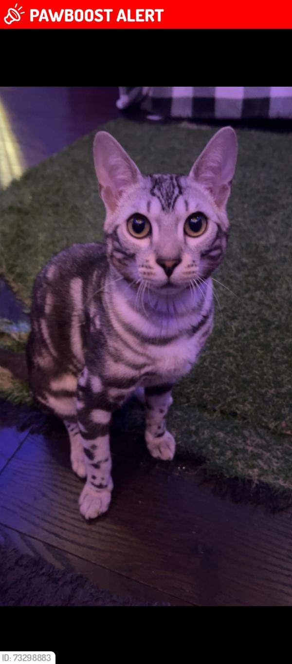 Lost Male Cat last seen Creditview Galesway, Mississauga, ON L5V 2T3