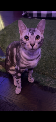 Lost Male Cat last seen Creditview Galesway, Mississauga, ON L5V 2T3