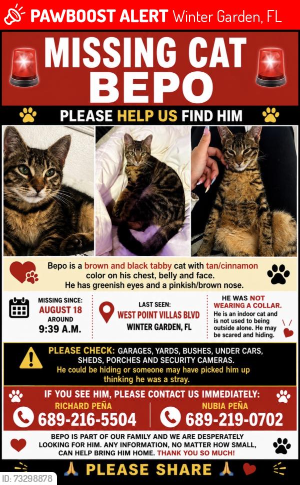 Lost Male Cat last seen West Point Villas Blvd, near W Colonial Dr, Winter Garden, FL, Winter Garden, FL 34787