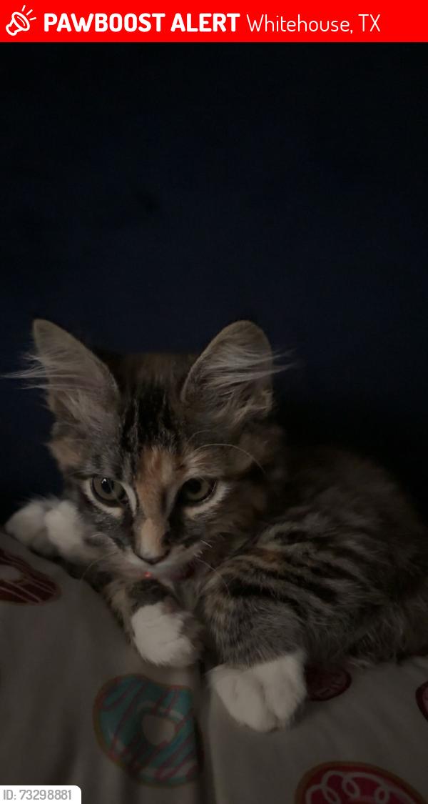 Lost Female Cat last seen paluxy, Whitehouse, TX 75791