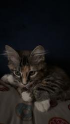 Lost Female Cat last seen paluxy, Whitehouse, TX 75791