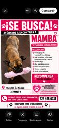 Lost Female Dog last seen Downey Ca, Downey, CA 90670