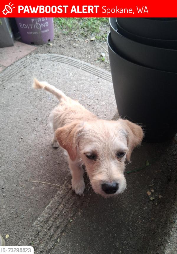 Lost Male Dog last seen Napa and magnolia, Spokane, WA 99207