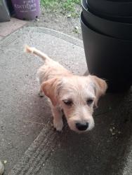 Lost Male Dog last seen Napa and magnolia, Spokane, WA 99207