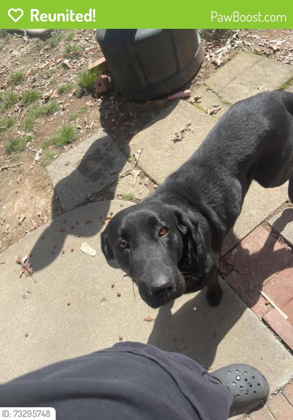 Reunited Male Dog last seen s holden rd, Greensboro, NC 27407