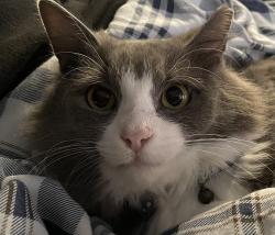 Reunited Male Cat last seen Somme ave, st Denise, Norfolk, VA 23509