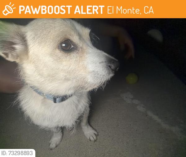 Found/Stray Male Dog last seen Peck rd, El Monte, CA 91733