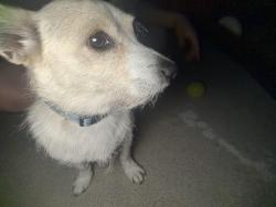 Found/Stray Male Dog last seen Peck rd, El Monte, CA 91733