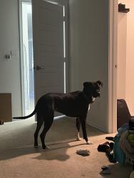 Reunited Female Dog last seen Baton springs, Austin, TX 78704
