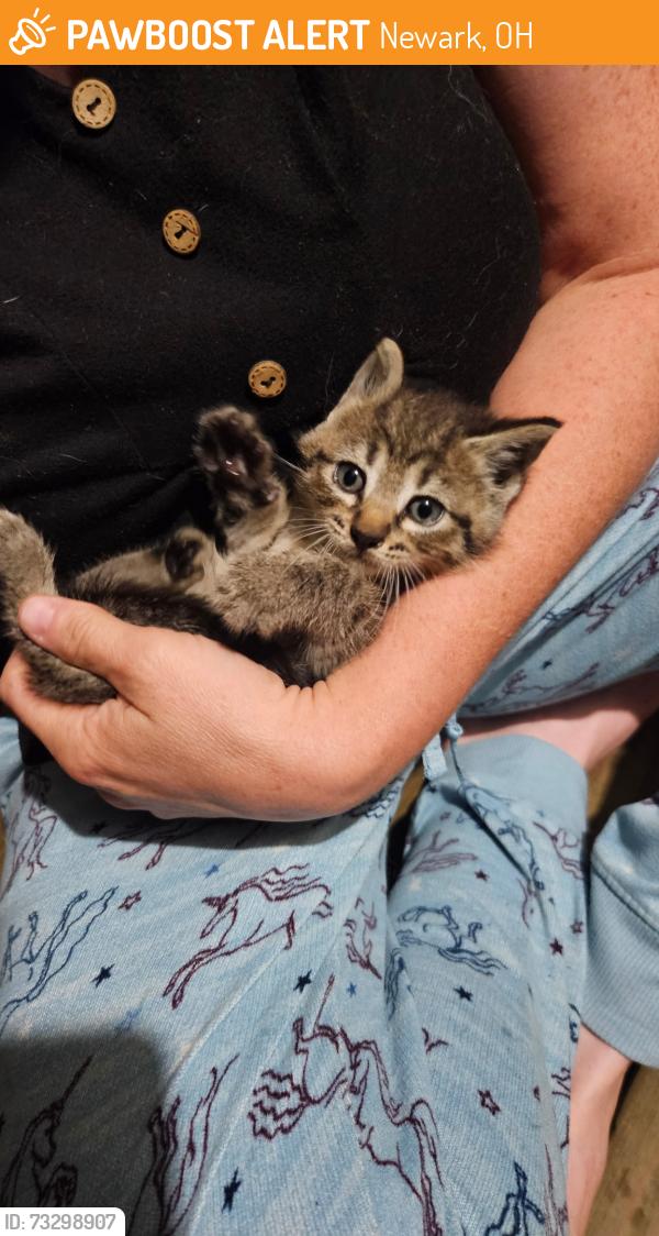 Found/Stray Unknown Cat last seen Up the hill from the gas station in Hanover, Newark, OH 43055