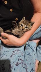 Found/Stray Unknown Cat last seen Up the hill from the gas station in Hanover, Newark, OH 43055