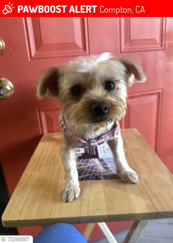 Lost Female Dog last seen Elsegundo/Grandee, Compton, CA 90222