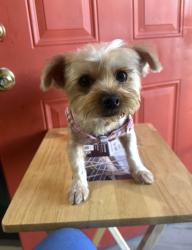 Lost Female Dog last seen Elsegundo/Grandee, Compton, CA 90222
