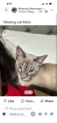 Reunited Male Cat last seen 801Hillside Terrance vista, Vista, CA 92084