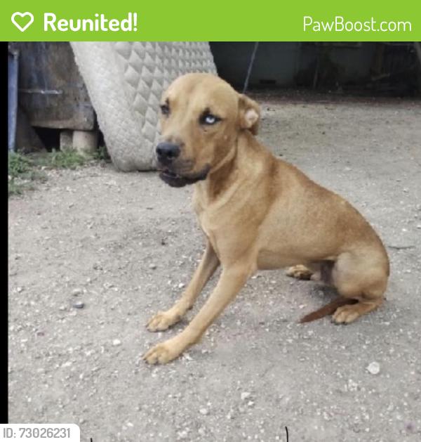 Reunited Male Dog last seen Culebra Road, San Antonio, TX 78228