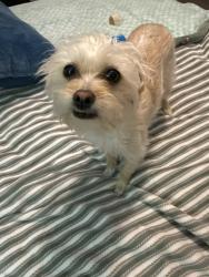 Reunited Female Dog last seen Sprenger Drive and Callow, Albuquerque, NM 87109