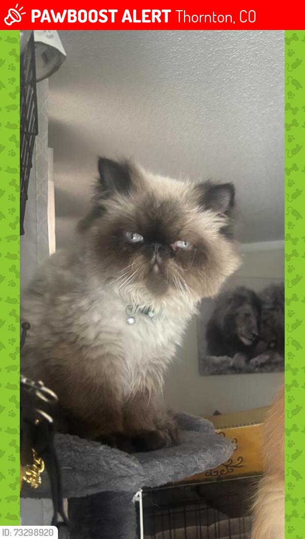 Lost Male Cat last seen Near jackson way, Thornton, CO 80229