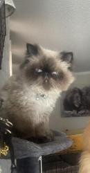 Lost Male Cat last seen Near jackson way, Thornton, CO 80229