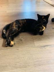 Lost Female Cat last seen Near Living Waters Church, Oak Grove, KY 42262