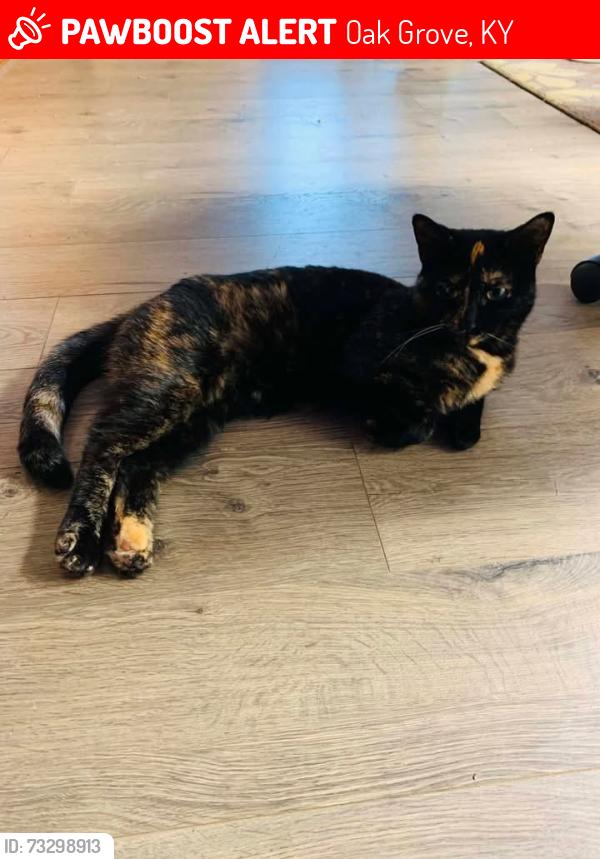 Lost Female Cat last seen Near Living Waters Church, Oak Grove, KY 42262
