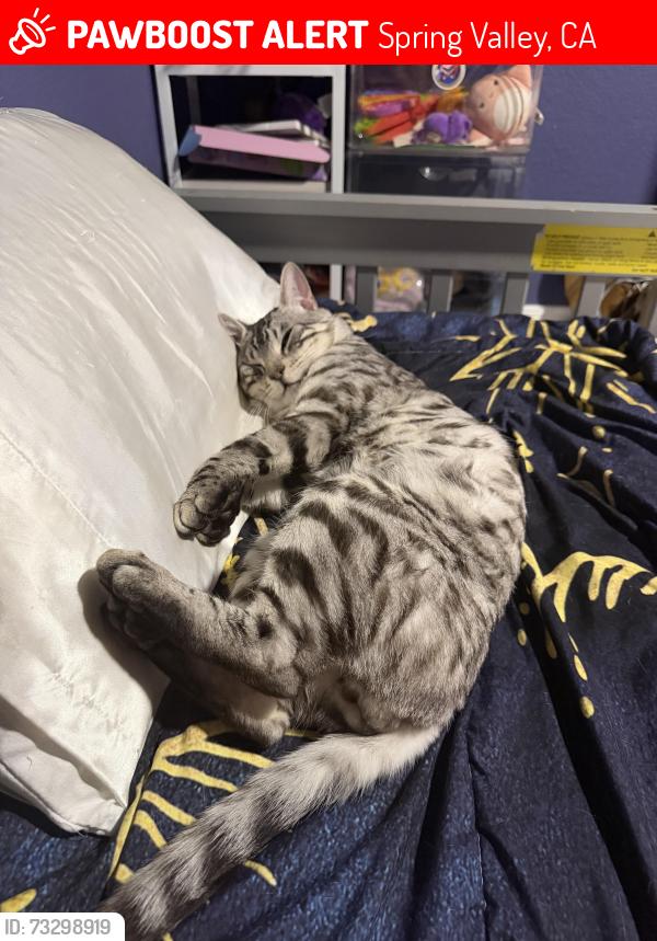 Lost Male Cat last seen Jaeger road/ maya street, Spring Valley, CA 91977