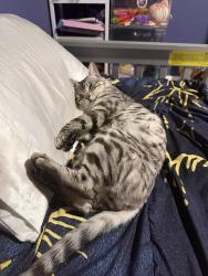Lost Male Cat last seen Jaeger road/ maya street, Spring Valley, CA 91977