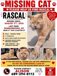 Lost Male Cat last seen 1st Ave & Easton St, Ronkonkoma, NY 11779