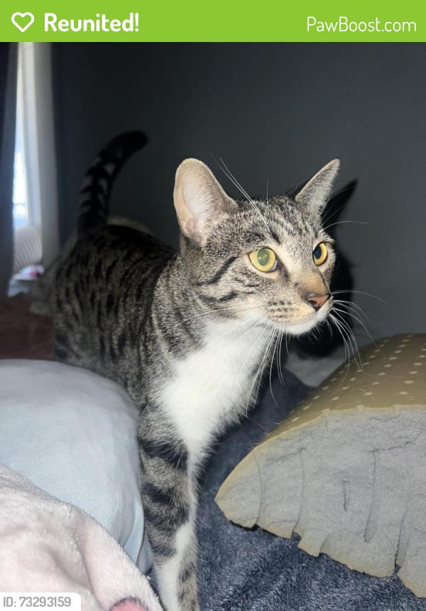 Reunited Male Cat last seen Alma and Verona, Los Angeles, CA 90023