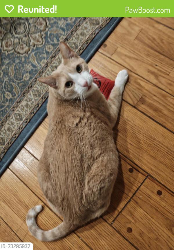 Reunited Male Cat last seen Roses and Doyle, San Gabriel, CA 91775