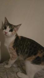 Reunited Female Cat last seen La Mirada / Bronson, Los Angeles, CA 90038