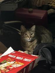Reunited Female Cat last seen Crimson Coast Court, League City, TX 77573