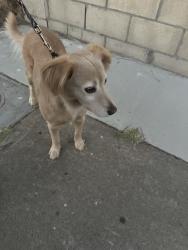 Reunited Female Dog last seen Skyline Dr and Sunnyside, San Diego, CA 92114