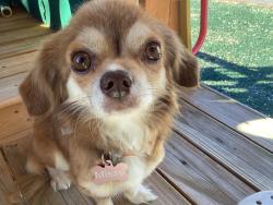 Lost Female Dog last seen Neclle road, Rio Rancho, NM 87144