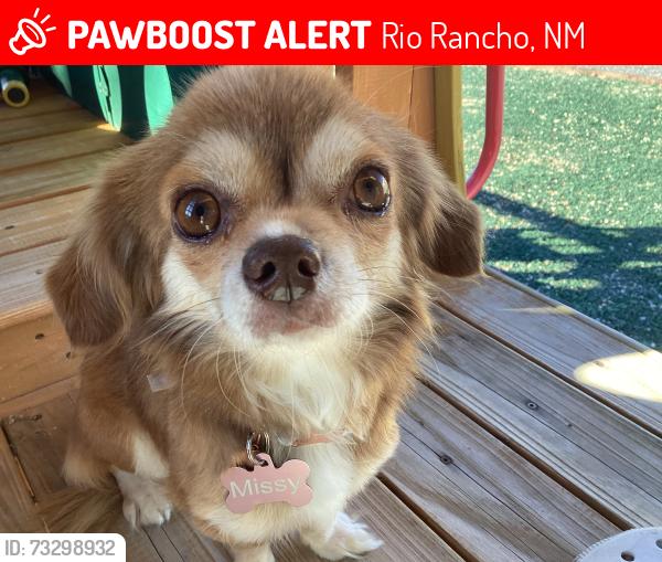 Lost Female Dog last seen Neclle road, Rio Rancho, NM 87144