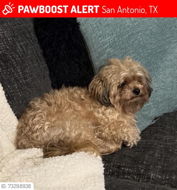 Lost Male Dog last seen Five palms dr, San Antonio, TX 78242